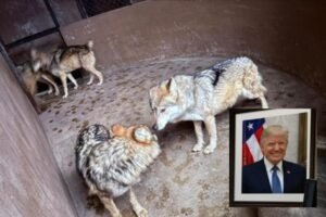 lobo gris y lobo mexicano