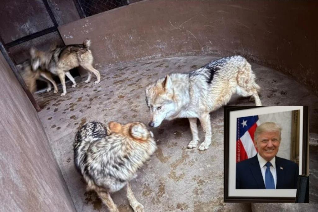 lobo gris y lobo mexicano