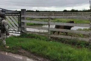 Capturan a un león suelto en el ejido La Bartolina, en Matamoros