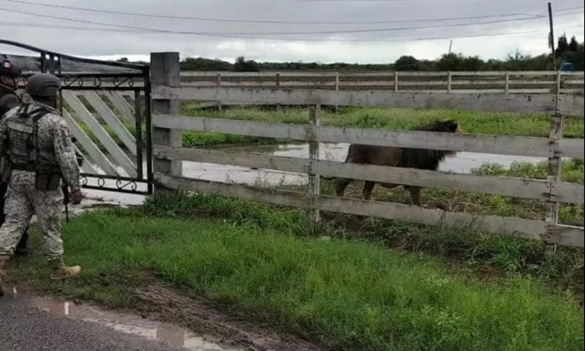 Capturan a un león suelto en el ejido La Bartolina, en Matamoros