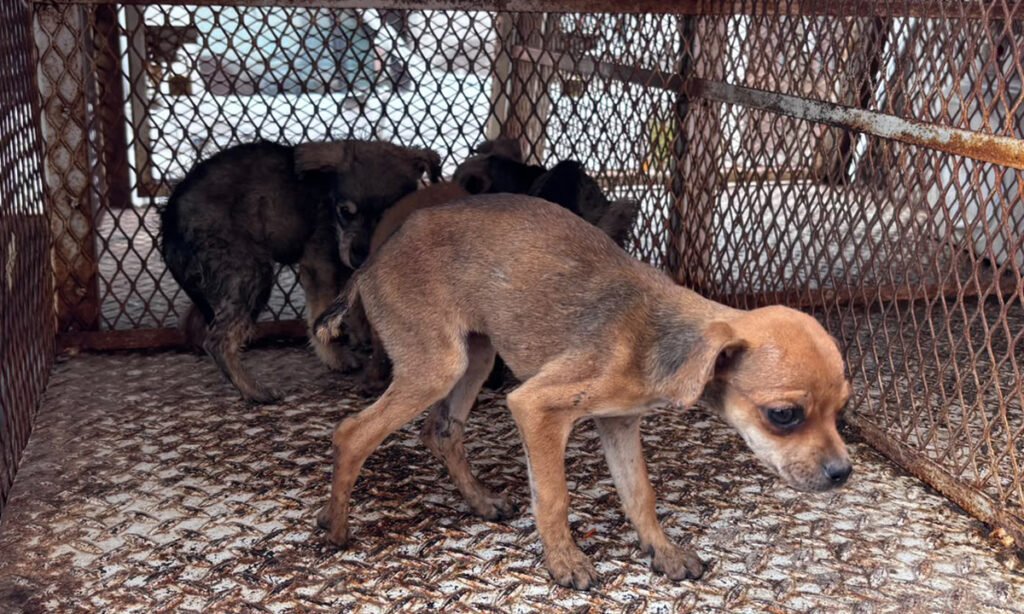Cateo en Toluca termina con 11 animales rescatados por presunto maltrato animal