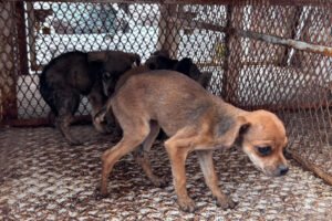 Cateo en Toluca termina con 11 animales rescatados por presunto maltrato animal