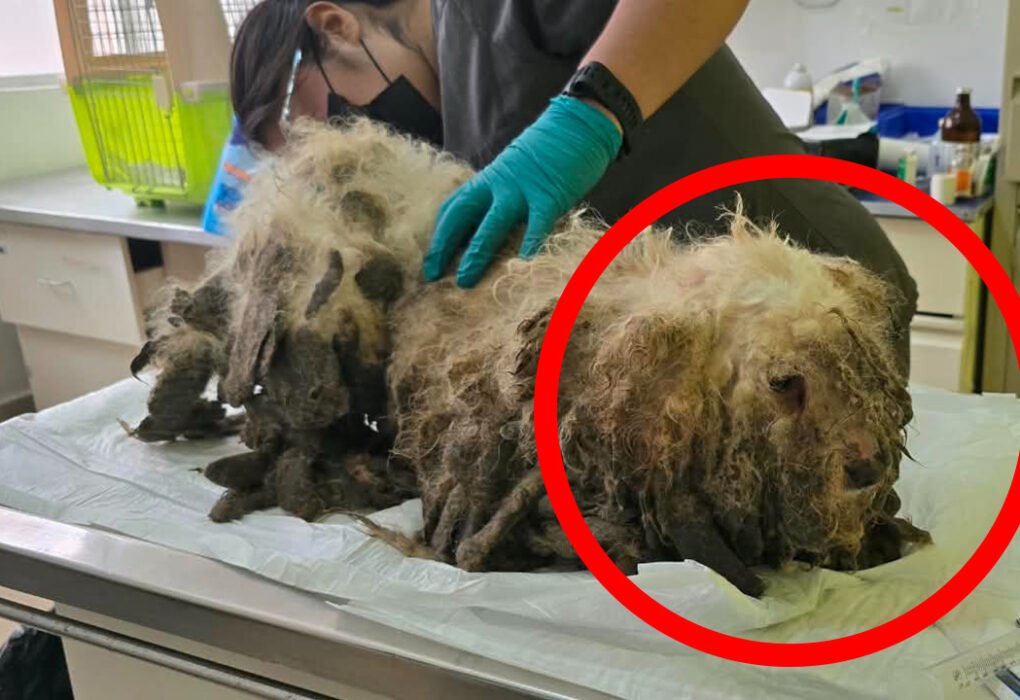 Rescatan a 18 perros y gatos en San Buenaventura por maltrato animal