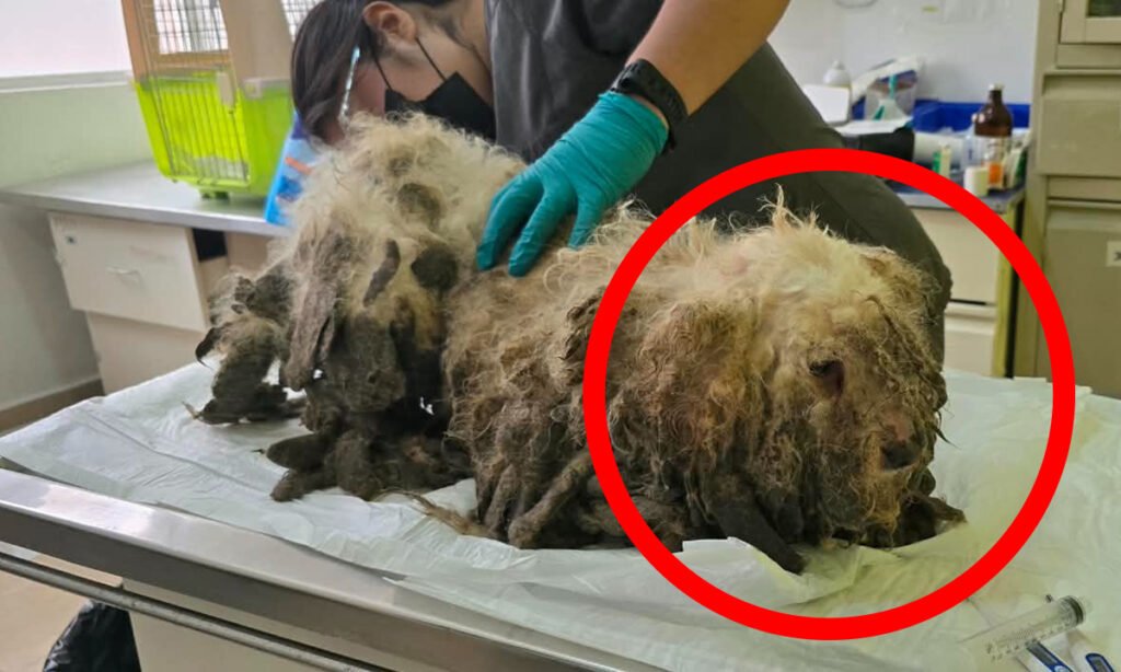 Rescatan a 18 perros y gatos en San Buenaventura por maltrato animal