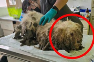 Rescatan a 18 perros y gatos en San Buenaventura por maltrato animal