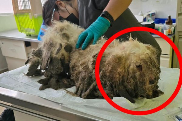 Rescatan a 18 perros y gatos en San Buenaventura por maltrato animal