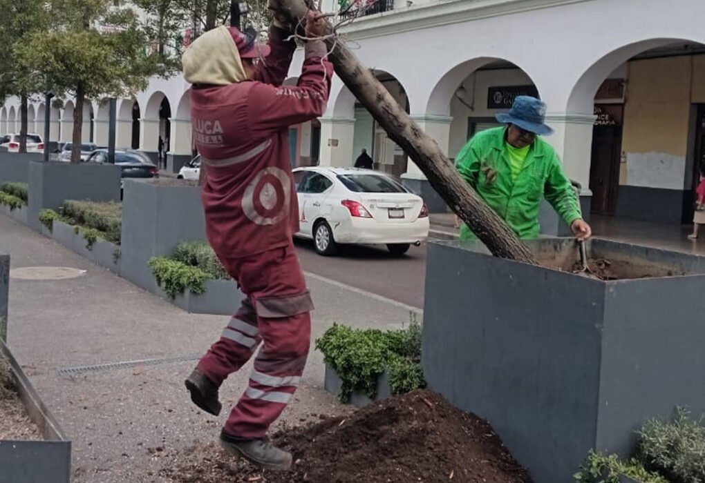 Sustituyen 11 árboles tras detectar riesgo para peatones en Toluca