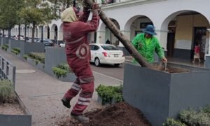 Sustituyen 11 árboles tras detectar riesgo para peatones en Toluca