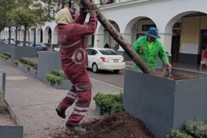 Sustituyen 11 árboles tras detectar riesgo para peatones en Toluca
