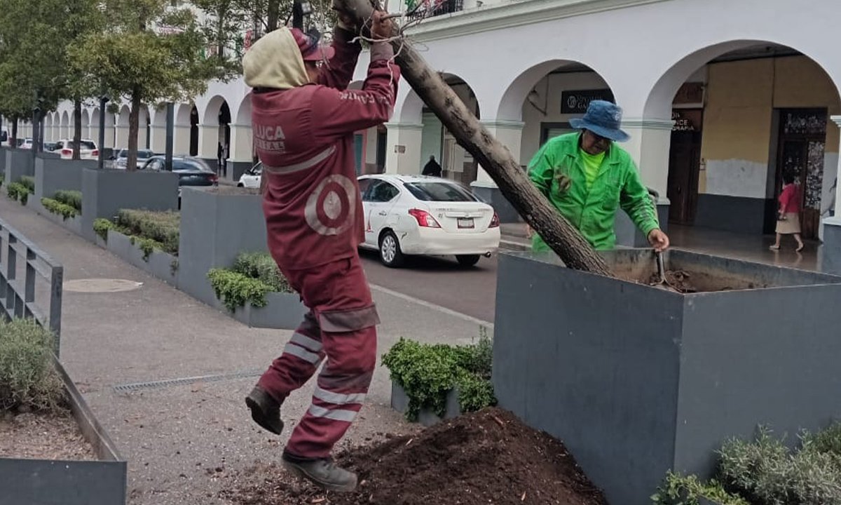 Sustituyen 11 árboles tras detectar riesgo para peatones en Toluca