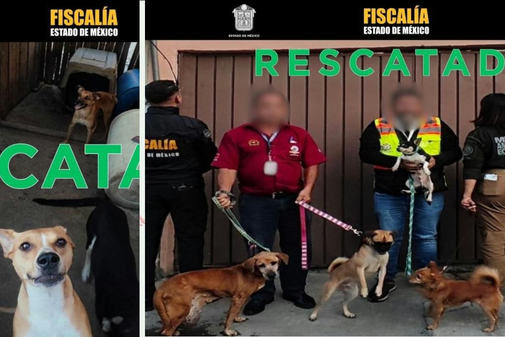 animales rescatados