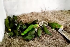 loros mexicanos de contrabando