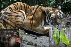 animales salvajes