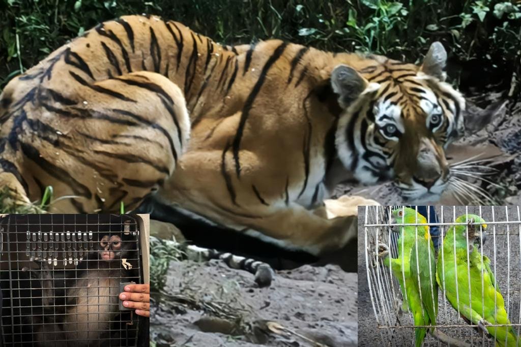 animales salvajes