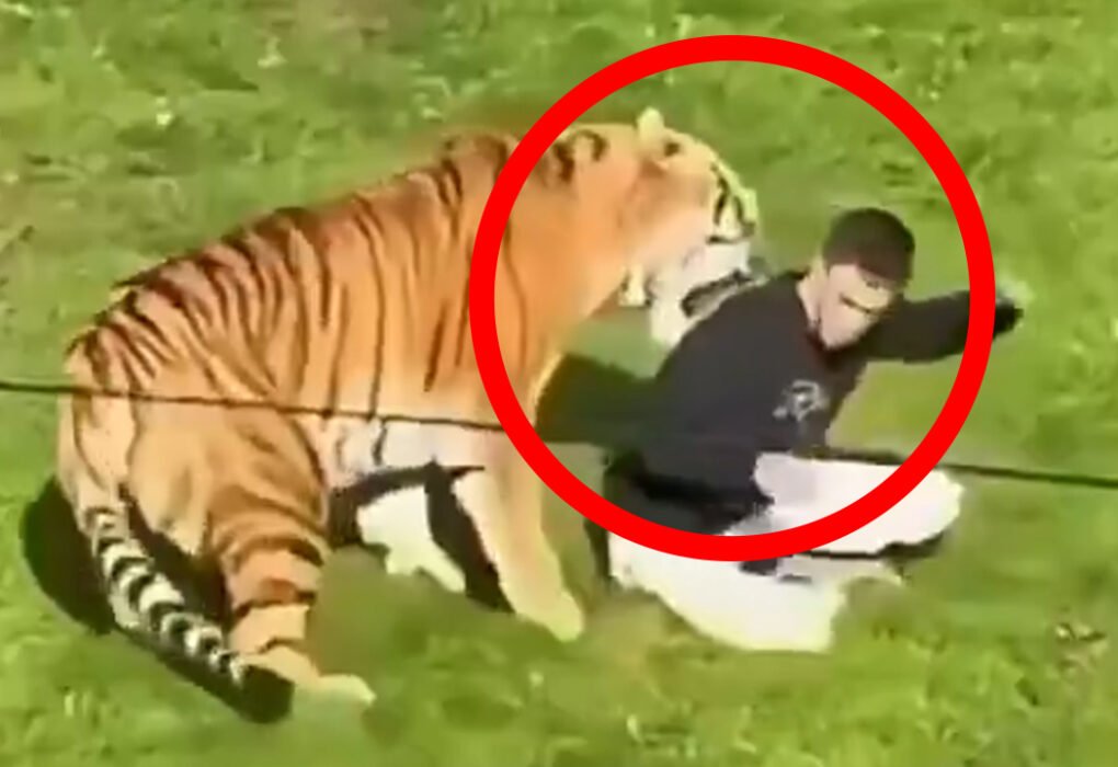 Entró a la jaula del tigre y no salió con vida, en parque de Inglaterra