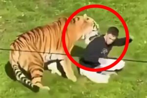 Entró a la jaula del tigre y no salió con vida, en parque de Inglaterra