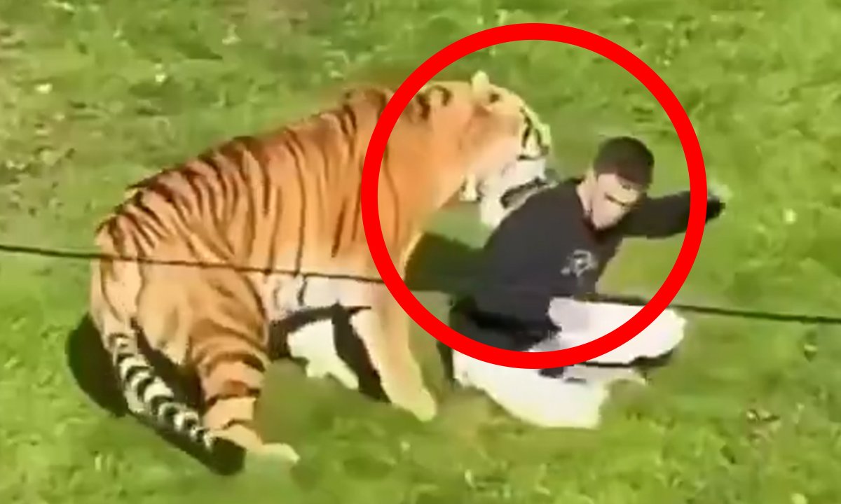 Entró a la jaula del tigre y no salió con vida, en parque de Inglaterra